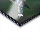 Bird Photography    Acrylic print