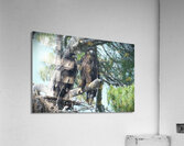 Bird Photography  Acrylic Print
