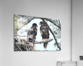 Bird Photography  Acrylic Print