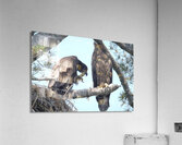 Bird Photography  Acrylic Print