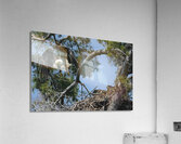 Bird Photography  Acrylic Print