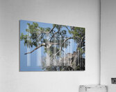 Bird Photography  Acrylic Print