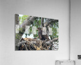 Bird Photography  Acrylic Print