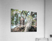 Bird Photography  Acrylic Print