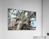 Bird Photography  Acrylic Print