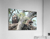 Bird Photography  Acrylic Print