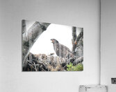 Bird Photography  Acrylic Print