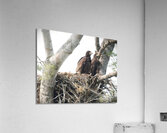 Bird Photography  Acrylic Print