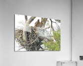 Bird Photography  Acrylic Print