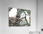 Bird Photography  Acrylic Print