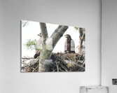 Bird Photography  Acrylic Print