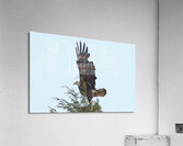 Bird Photography  Acrylic Print