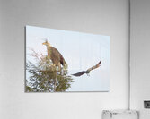 Bird Photography  Acrylic Print