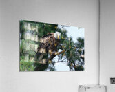 Bird Photography  Acrylic Print