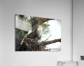 Bird Photography  Acrylic Print