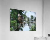 Bird Photography  Acrylic Print