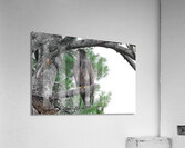 Bird Photography  Acrylic Print