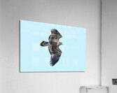 Bird Photography  Acrylic Print