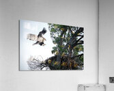 Bird Photography  Acrylic Print
