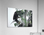 Bird Photography  Acrylic Print