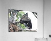 Bird Photography  Acrylic Print