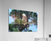 Bird Photography  Acrylic Print