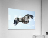 Bird Photography  Acrylic Print