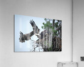 Bird Photography  Acrylic Print