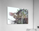Bird Photography  Acrylic Print