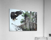 Bird Photography  Acrylic Print
