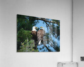 Bird Photography  Acrylic Print