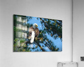 Bird Photography  Acrylic Print