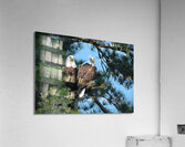 Bird Photography  Acrylic Print