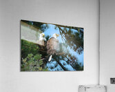 Bird Photography  Acrylic Print