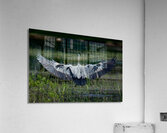 Bird Photography  Acrylic Print