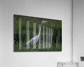 Bird Photography  Acrylic Print