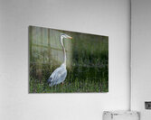 Bird Photography  Acrylic Print