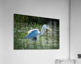 Bird Photography  Acrylic Print