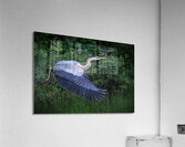 Bird Photography  Acrylic Print