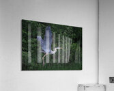 Bird Photography  Acrylic Print