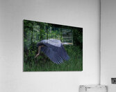 Bird Photography  Acrylic Print