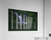 Bird Photography  Acrylic Print