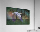 Bird Photography    Acrylic Print