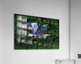 Bird Photography    Acrylic Print