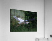 Bird Photography    Acrylic Print
