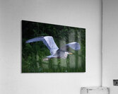 Bird Photography    Acrylic Print