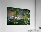 Bird Photography    Acrylic Print