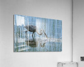 Bird Photography    Acrylic Print