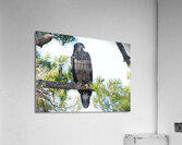 Bird Photography    Acrylic Print