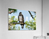 Bird Photography    Acrylic Print